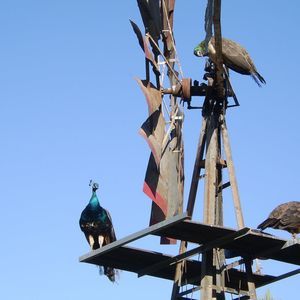 Meet your Posher, Sharon